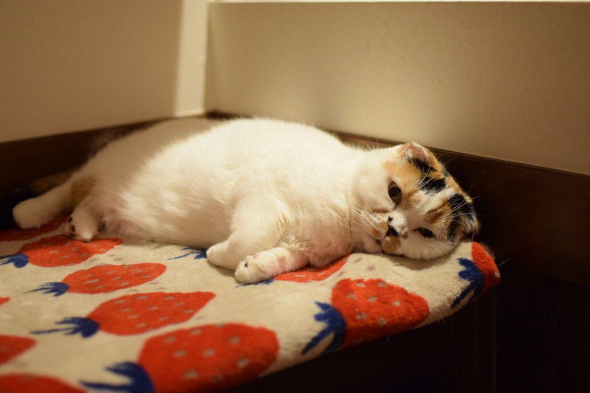猫カフェ きゃりこ على تويتر ちょこがとてもマンチカンっぽくに見える寝方をしていましたのでパシャリ 短足な種類ではないはずですがすごくでぶっぽい 4枚目は通常営業のちょこ きゃりこ スコティッシュフォールド デレたらかわいいんです デレたら