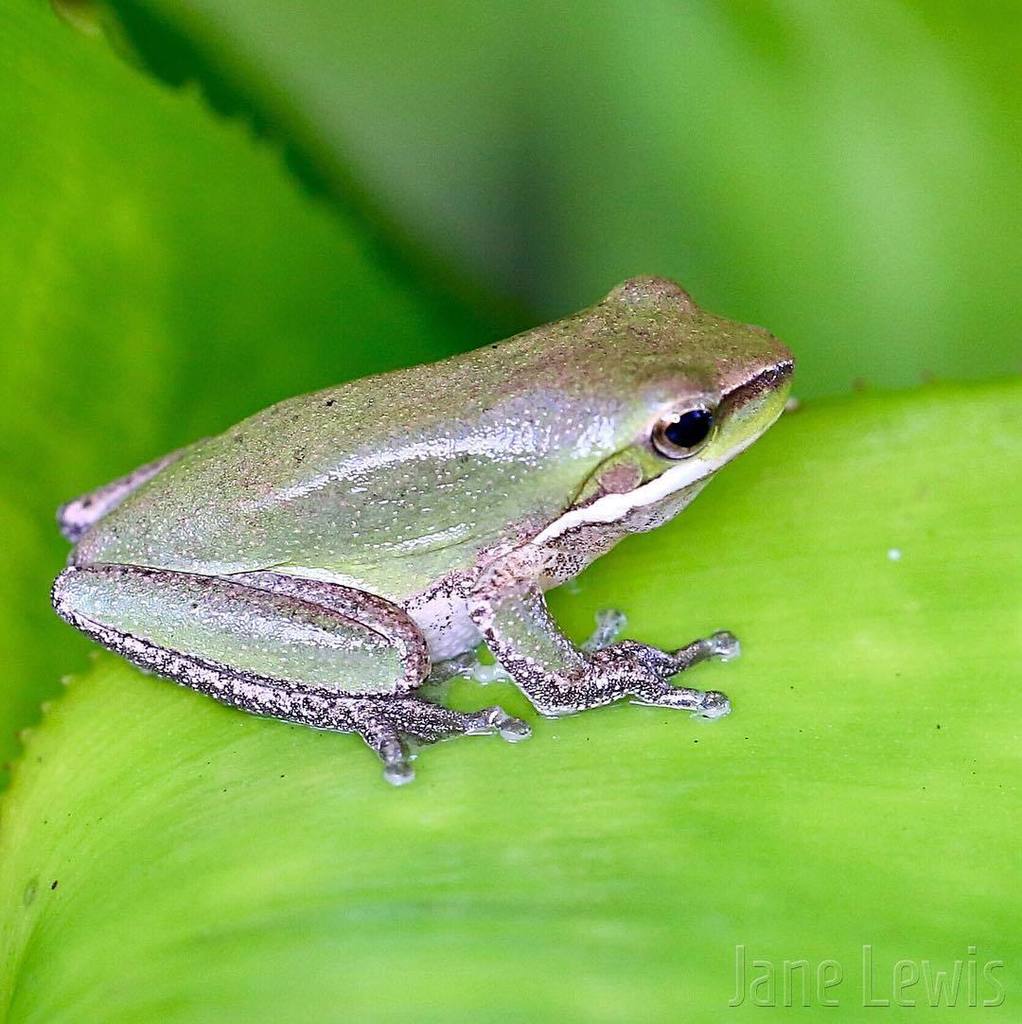JaneLewis_'s tweet photo. Found this cute little #frog amongst the bromeliads | 🐸#treefrog #treefrogsofinstagram #fr… https://t.co/8B72RNWCgk https://t.co/fK6phcKNw3