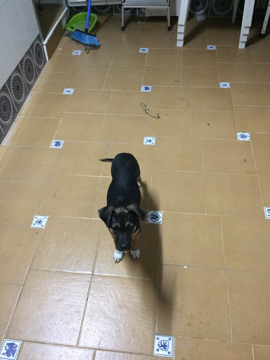Esther_PH's tweet photo. Perrito encontrado en alquerias, si es de alguien o alguien está interesado contacten conmigo https://t.co/oASkQBrts9