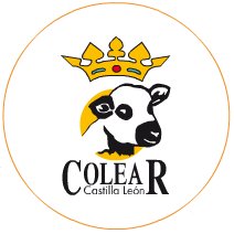 lacomercialnar's tweet photo. Hoy en el #blog os hablamos del mejor #cordero, el de #Colear: el lechazo más tierno. https://t.co/ezzT6txK3X https://t.co/CxH8Ze7NTs