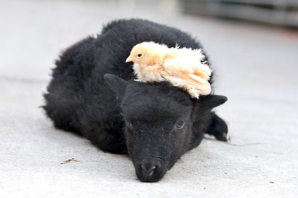 ReddishValeFarm's tweet photo. Monday Morning Fever #lamb #chick https://t.co/xk6p5A2Avo