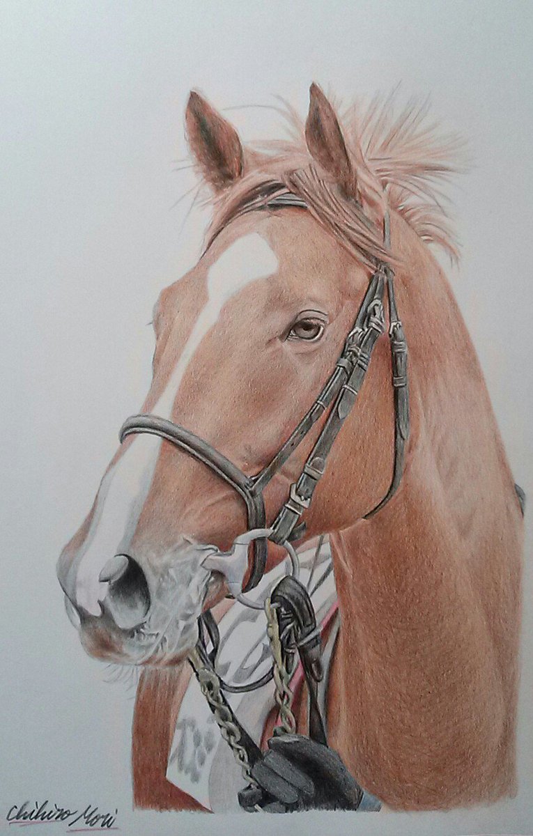 描いた色鉛筆画です。 競馬の馬、オルフェーブル、