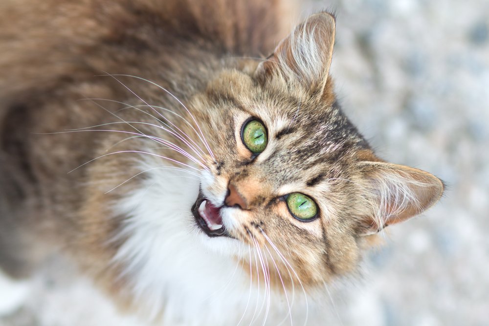 Feliway's tweet photo. Do you have the happiest #cat in #Britain? Click the link below to find out how you can win weekly #happycat prizes! https://t.co/YX4vA4ZpNR https://t.co/fb19IbbHtB