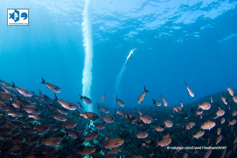 marinebuddies's tweet photo. Indonesia memiliki 2057 spesies ikan karang sehingga dinilai sebagai pusat berbagai jenis ikan dunia https://t.co/F5Nq4eGRRj