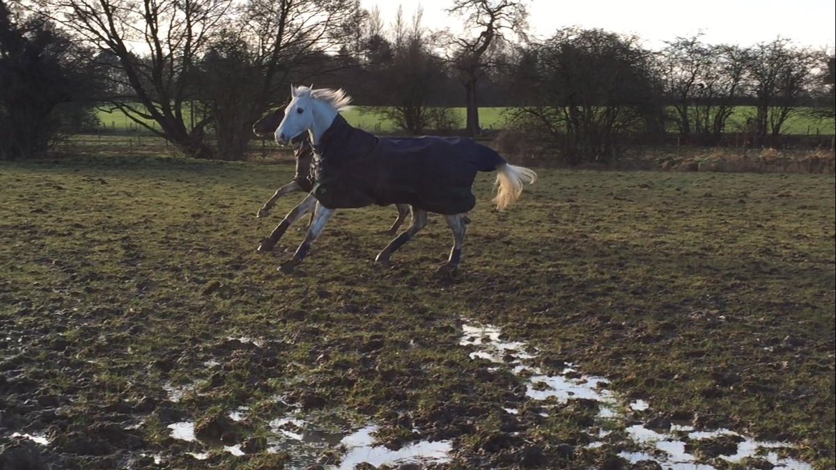 BWoodhead__'s tweet photo. Mr C in the field with  @ARJEquestrian's Champ before having a cuddle after a fab lunge session ☺️ 
Wearing my @HardyEtc softshell jacket https://t.co/wI12aafdgf