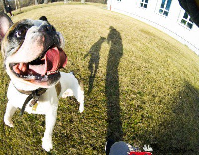 DailyFrenchie's tweet photo. #flyingfrenchie #kingkongkonrad ..fly baby flyβ - https://t.co/vEsVHvKjgC - #frenchie #bulldog #frenchbulldog #freβ¦ https://t.co/RBeBKFOaaH