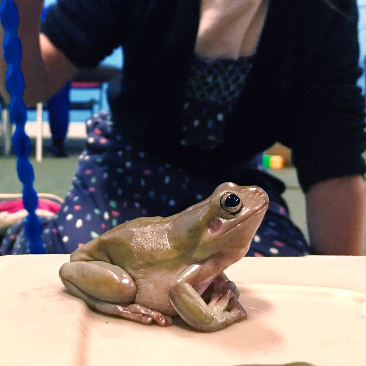 SafariScience's tweet photo. Tree frogs climb trees, change colour and have teeth. So the question is where do they get their tiny tooth brushes from? #kids #camp #frog https://t.co/NJ4A6ZNJfG