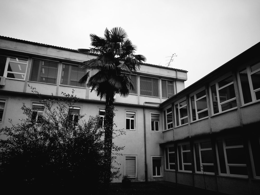 zan_igrec's tweet photo. I DON'T WANNA FORGET...
.
.
.
#photography #Monochrome #palmtree #school #skye #art https://t.co/5zO9sFcVC8