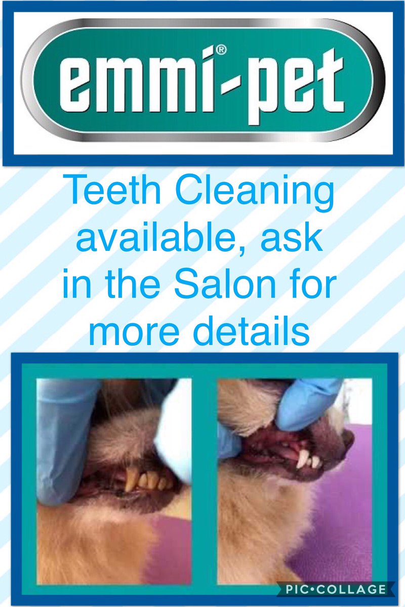 The Animal Barn On Twitter Your Dogs Teeth Cleaned At The Salon