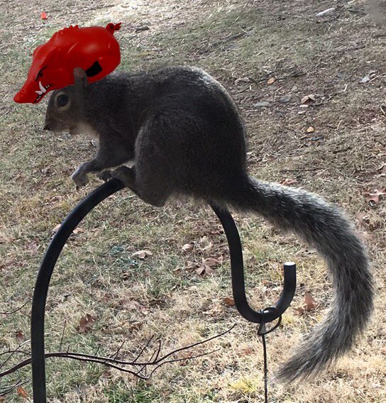 arkansasalumni's tweet photo. Even the alumni house squirrel has team spirit! We'll be cheering on @RazorbackMBB as they take on Mizzou for their 6th straight SEC win! 🐗🐿 https://t.co/KeNpn6wqrO