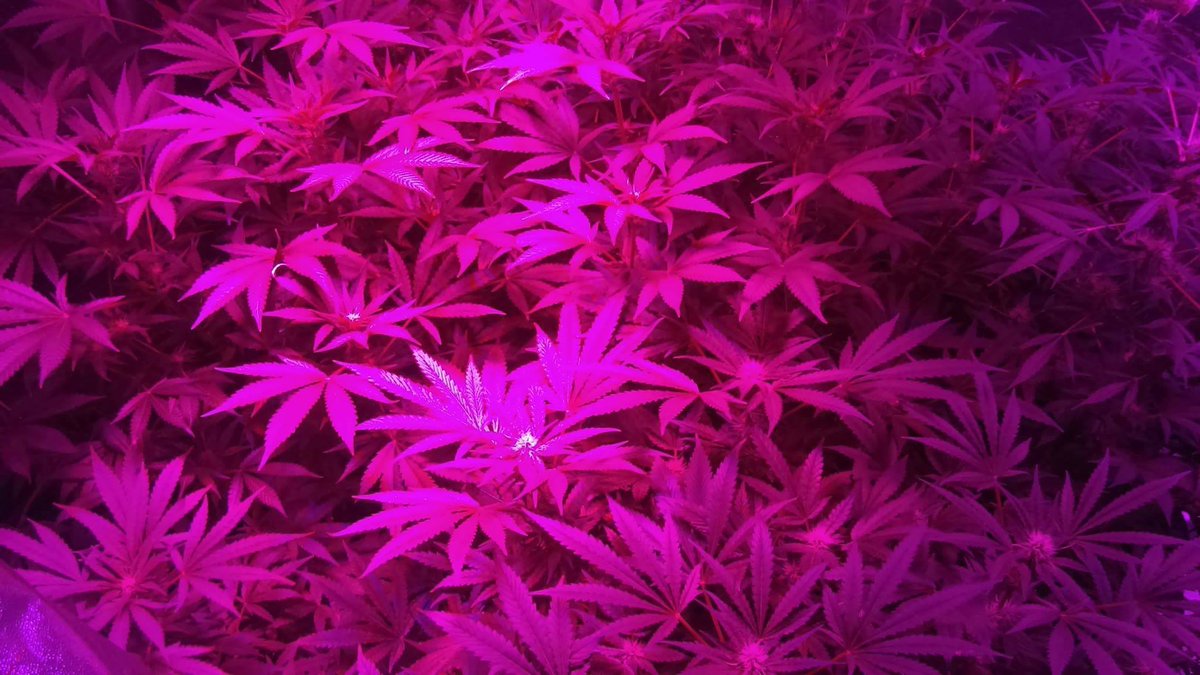c2cgenetics's tweet photo. https://t.co/AorC1E996I 
#c2cgenetics https://t.co/ABNsLTduwL
