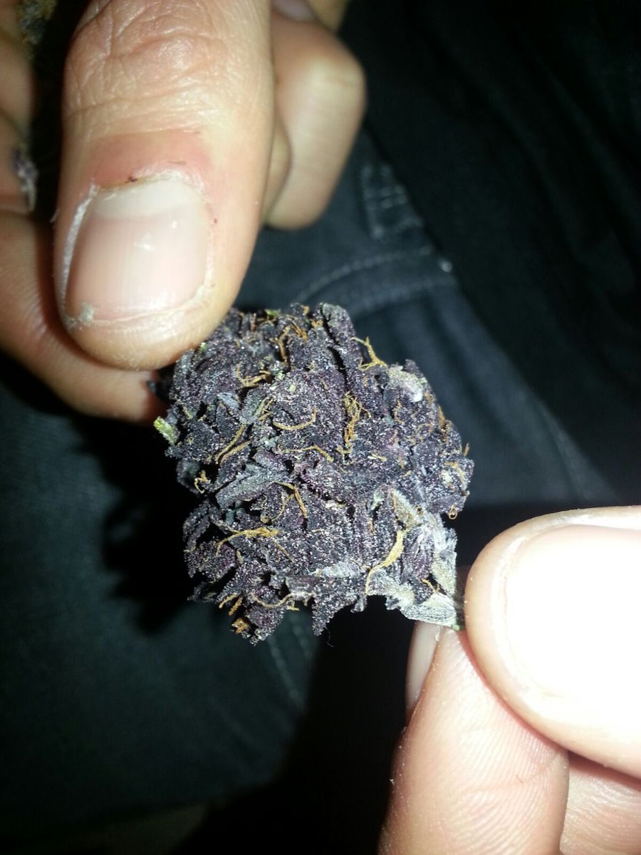 oscarett's tweet photo. Sabado sabadete y pal pecho uno de moraete @davidgandia20 #caramelito #green #ganja #fumones #ganjamanes #weedpearl #nocivo #dinamita #rama https://t.co/dqI5fWI8f1