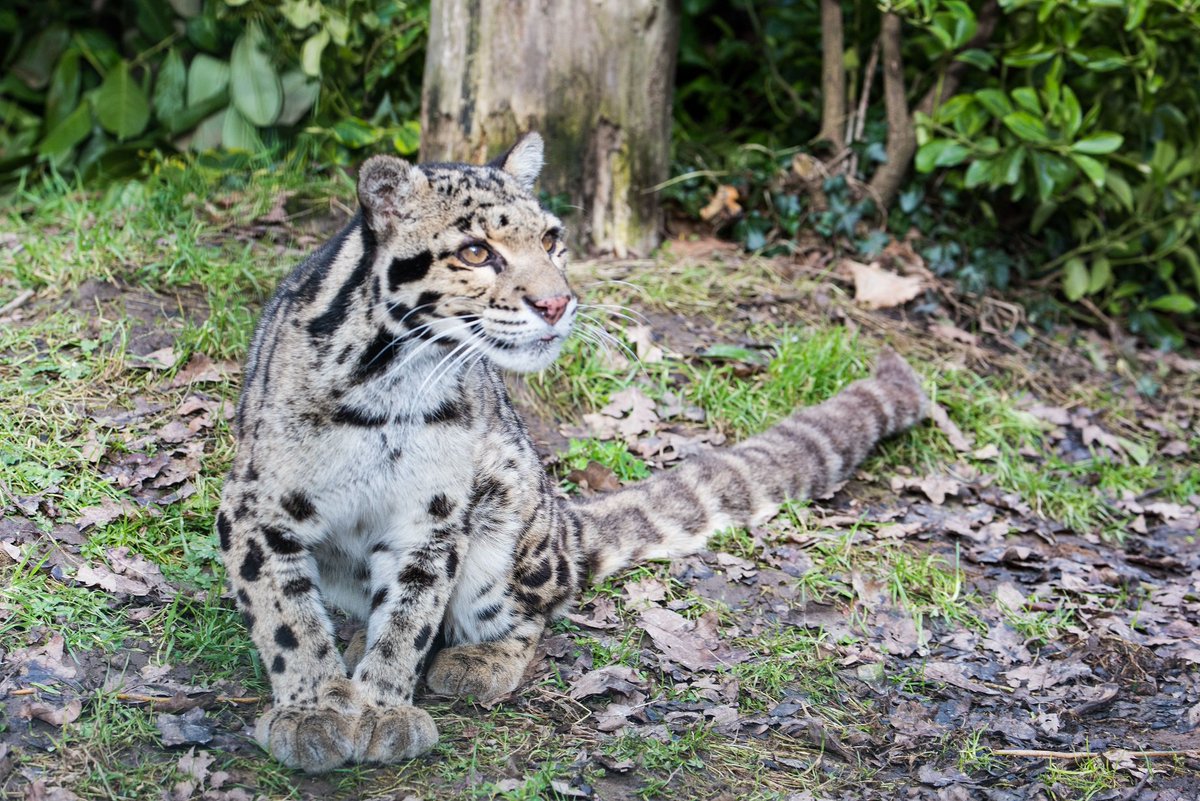 TheBigCatSanct's tweet photo. #BCSDidYouKnow that 'Neofelis Nebulosa' is the scientific name the #CloudedLeopard https://t.co/BFzzMcTh6g