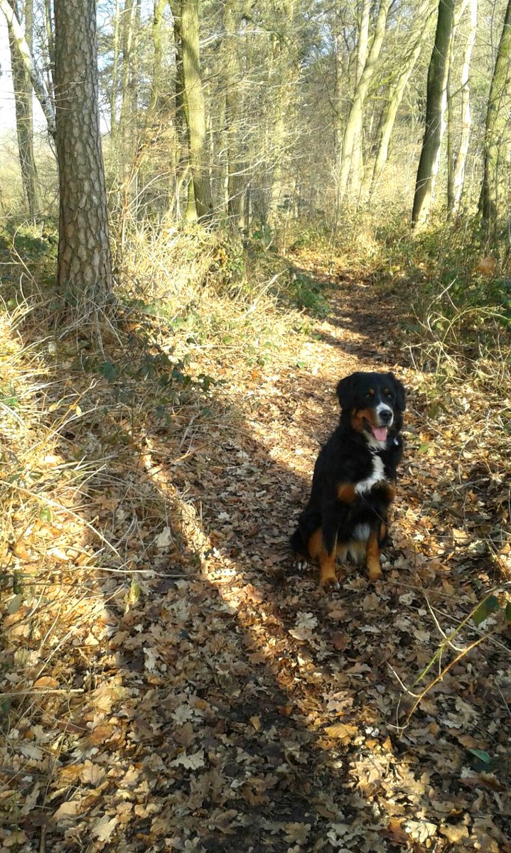 #Bocholt #Wald

Ein toller Winterspaziergang! Unsere Ronja grüßt euch aus dem Bocholter Stadtwald :)