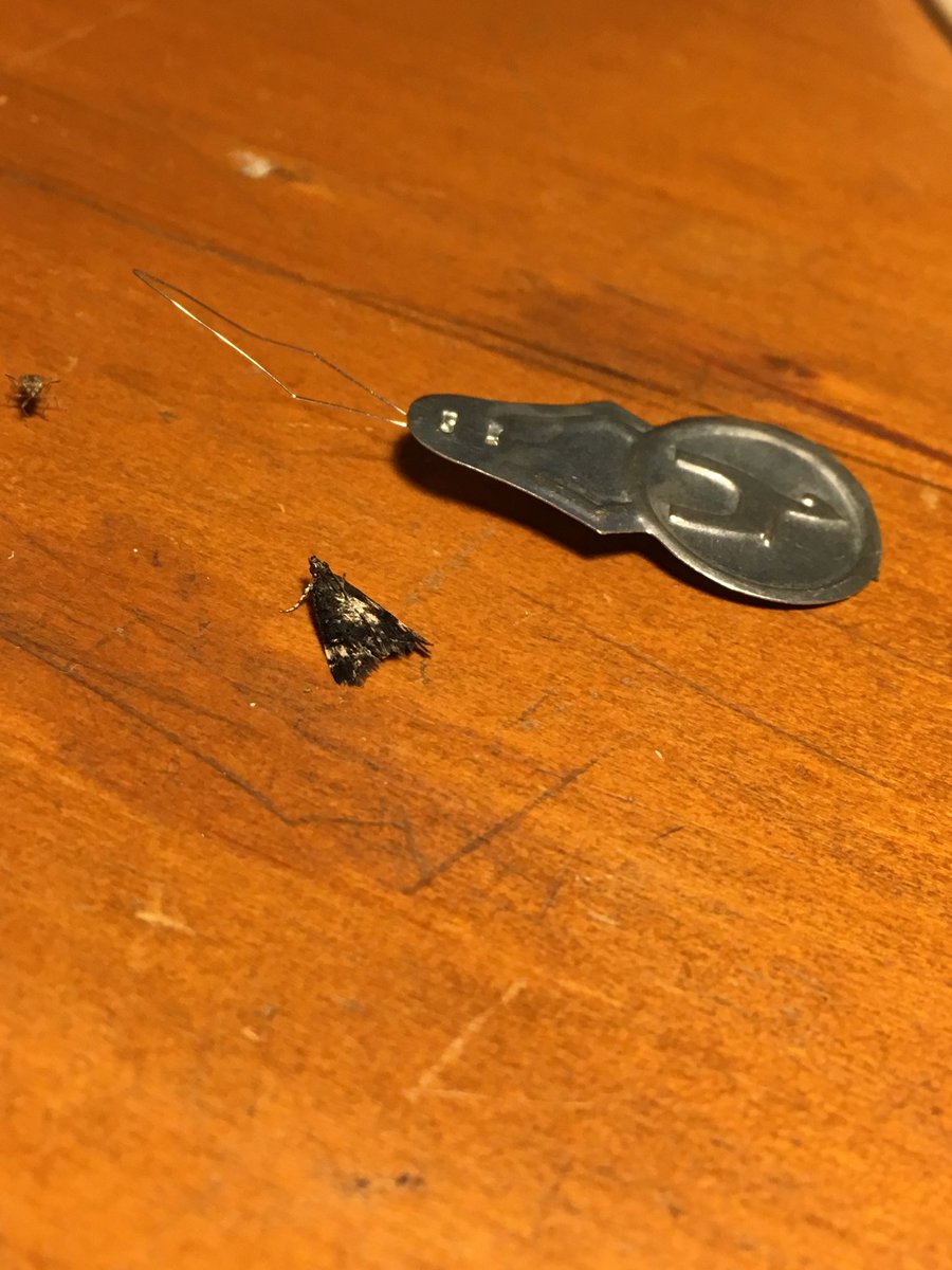 BloodyK8's tweet photo. A summer #bugnight when light-attracted bugs flock to the windows. Some get through the fly screen incl this tiny #moth #ento #entomology https://t.co/g34qc9zWLt