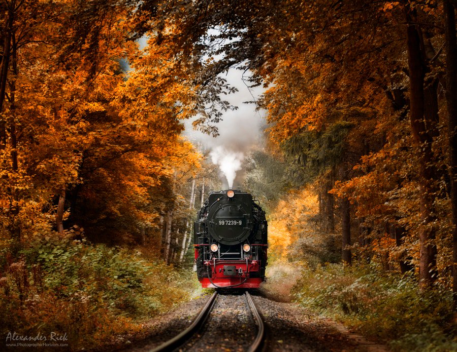 andrespeneke's tweet image. Forest Train by Alexander Riek