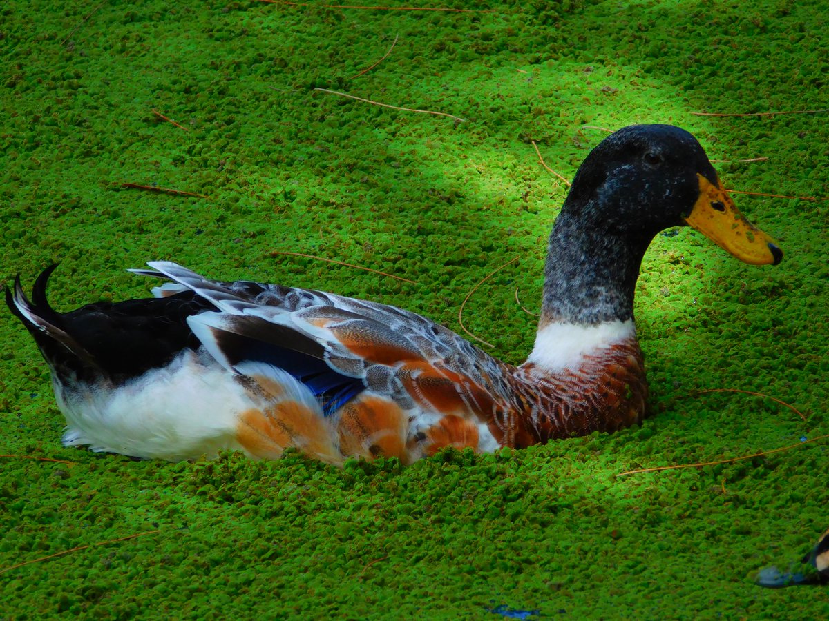 Duck