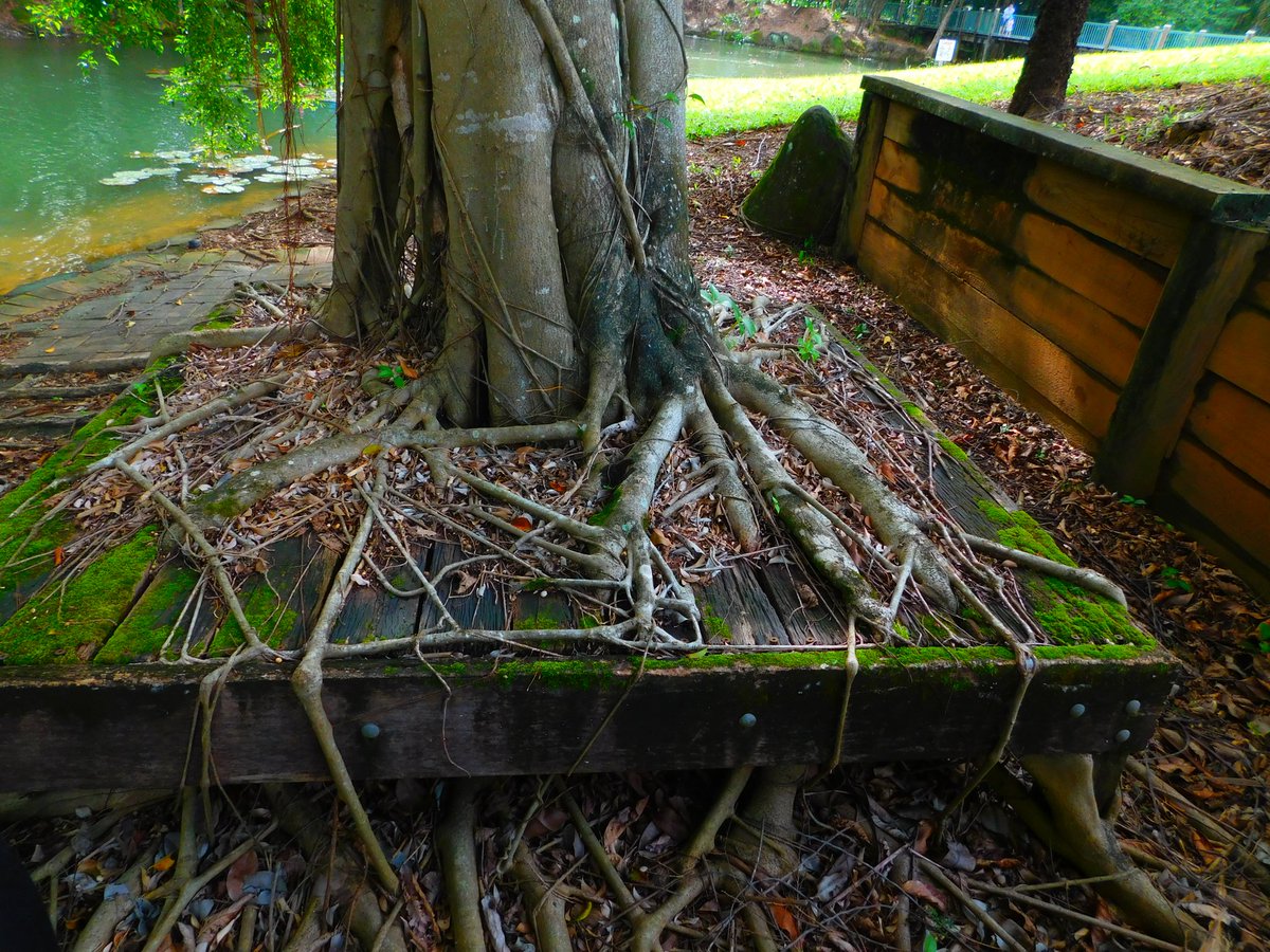 Nature fights back