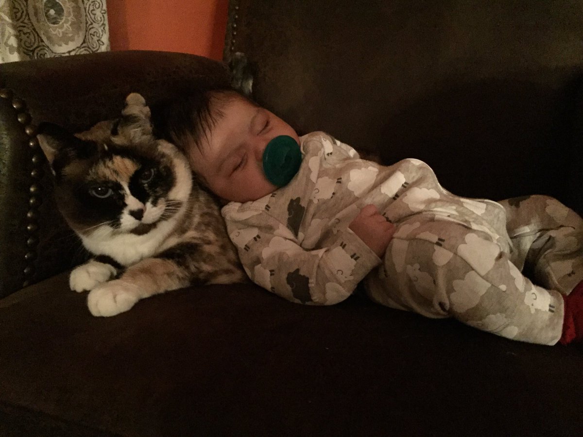 dawnh712's tweet photo. Baby Ella and her cat Lucy 😘#supercatsaturday @AmyFreeze7 https://t.co/TvbUfbTmlg