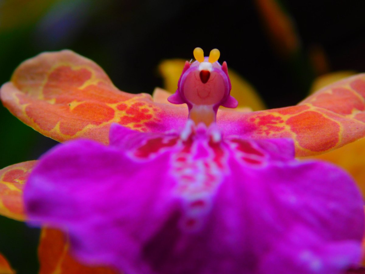 #photography #Flowers #Nikon #orchids