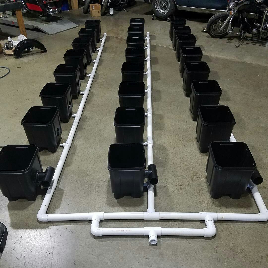 slucketbuckets's tweet image. #Slucket #Posiflow UNMATCHED in #RDWC #hydroponics!
#hydro #CBD #weedporn #mmj #mmmp #terps #growporn #flowers #dwc

SlucketBuckets.com