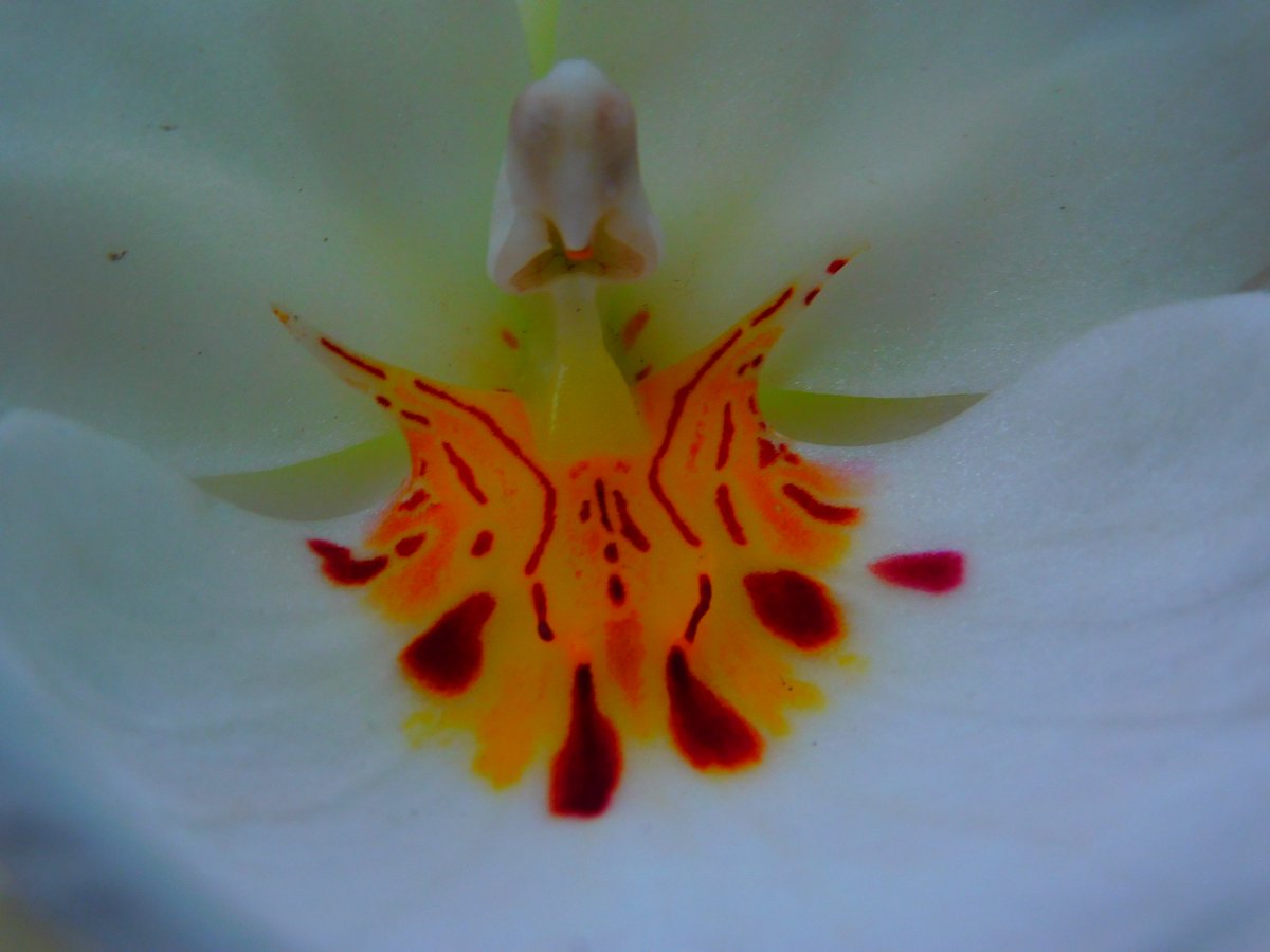 #photography #Nikon #orchids