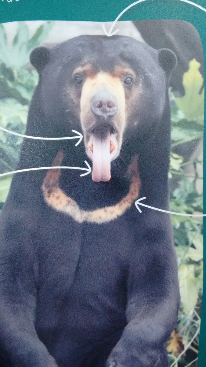 b_cath_t's tweet photo. @yogawithadriene Malayan sun bear has got the #lionsbreath down! #yoga #thirdeye https://t.co/p0GduQiSII