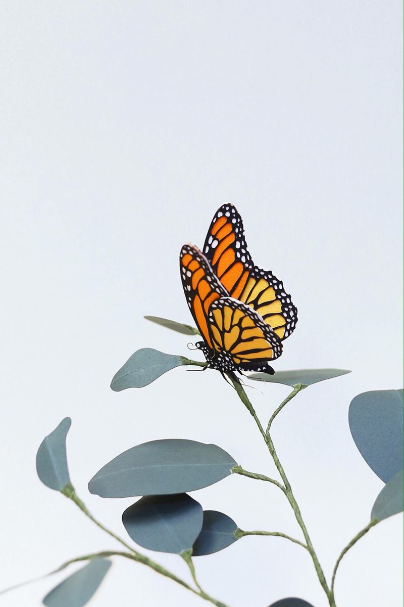 _ppiinnee_'s tweet photo. Monarch butterfly. The population in recent years has decrease a lot so please help me bring the Monarchs back! https://t.co/cmmddp3qTV