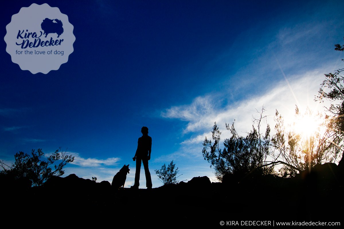 PawtraitPerfect's tweet image. New desert session now up by @kiradedecker pawtraitperfect.com/todays-feature… #petphotography #petphotographer #photography #doglover #dog #photoshoot