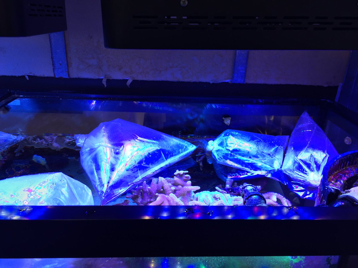 androaquatech's tweet image. Fish and coral delivery