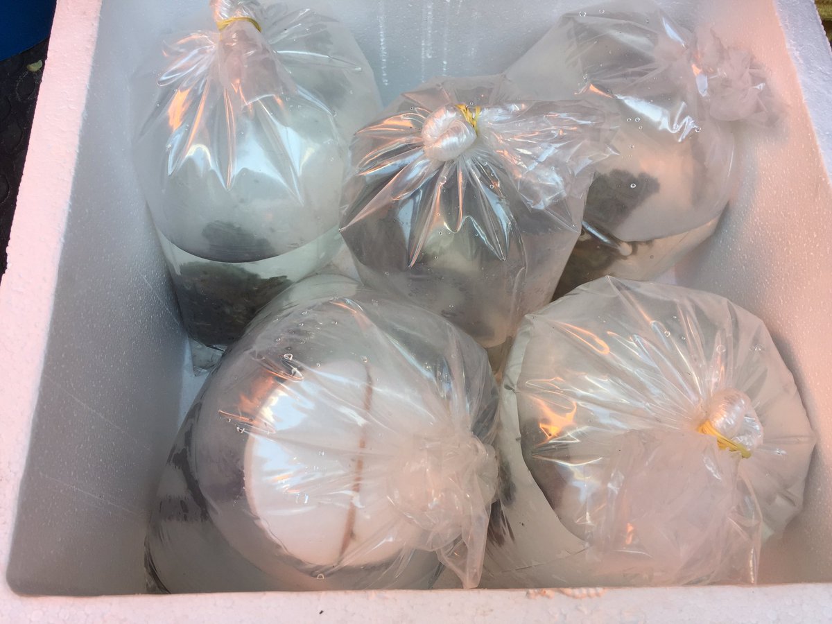 androaquatech's tweet image. Fish and coral delivery