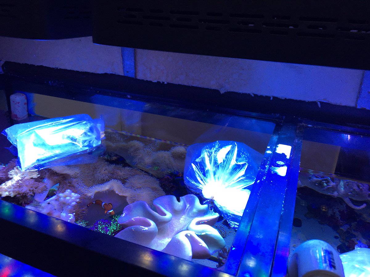 androaquatech's tweet image. Fish and coral delivery