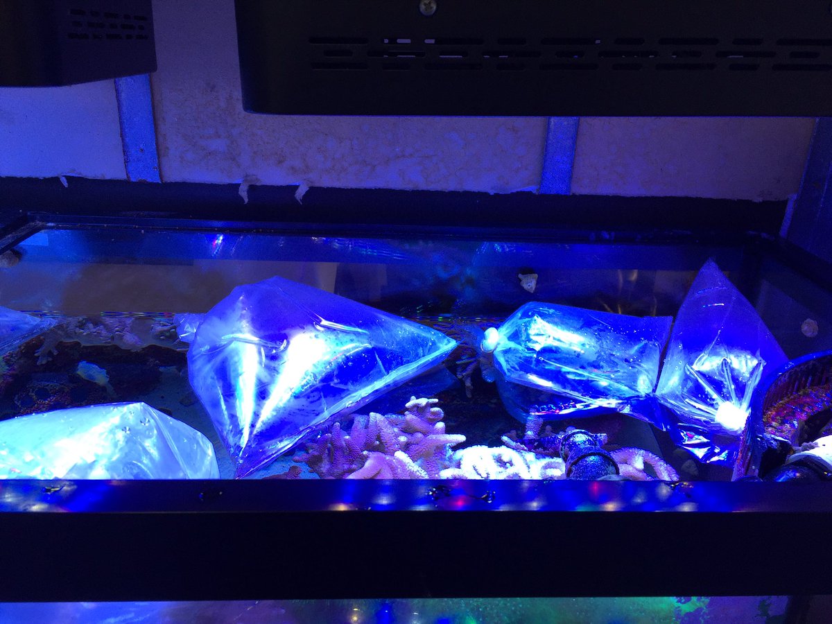 androaquatech's tweet image. Fish and coral delivery