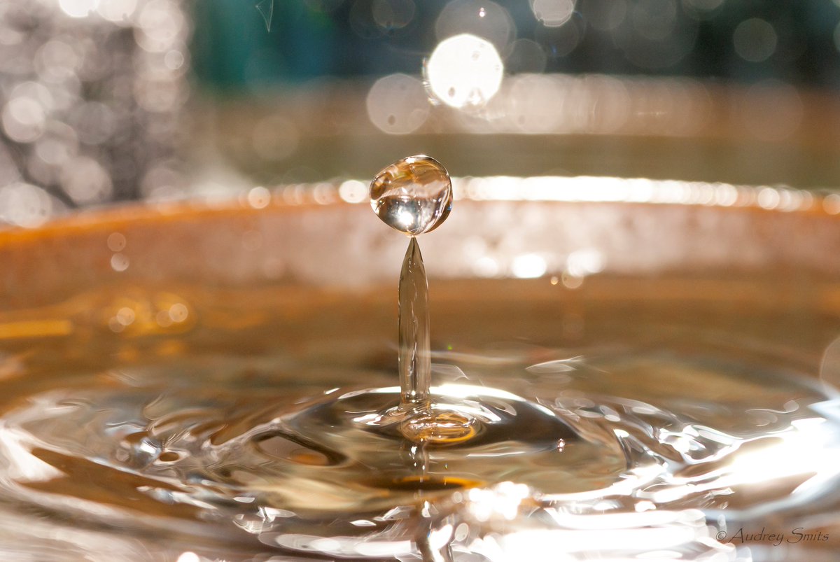 ImageIsFantasy's tweet image. #ImageIsFantasy

#waterdruppel #funfoto #druppel