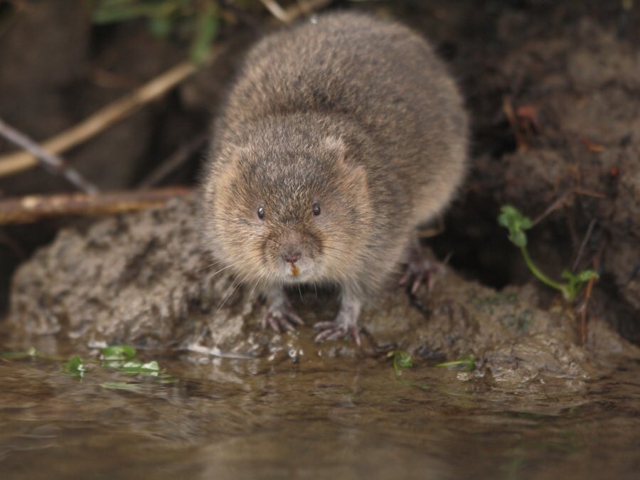 Vole Facts on Twitter "In California, famous voles of stage and screen