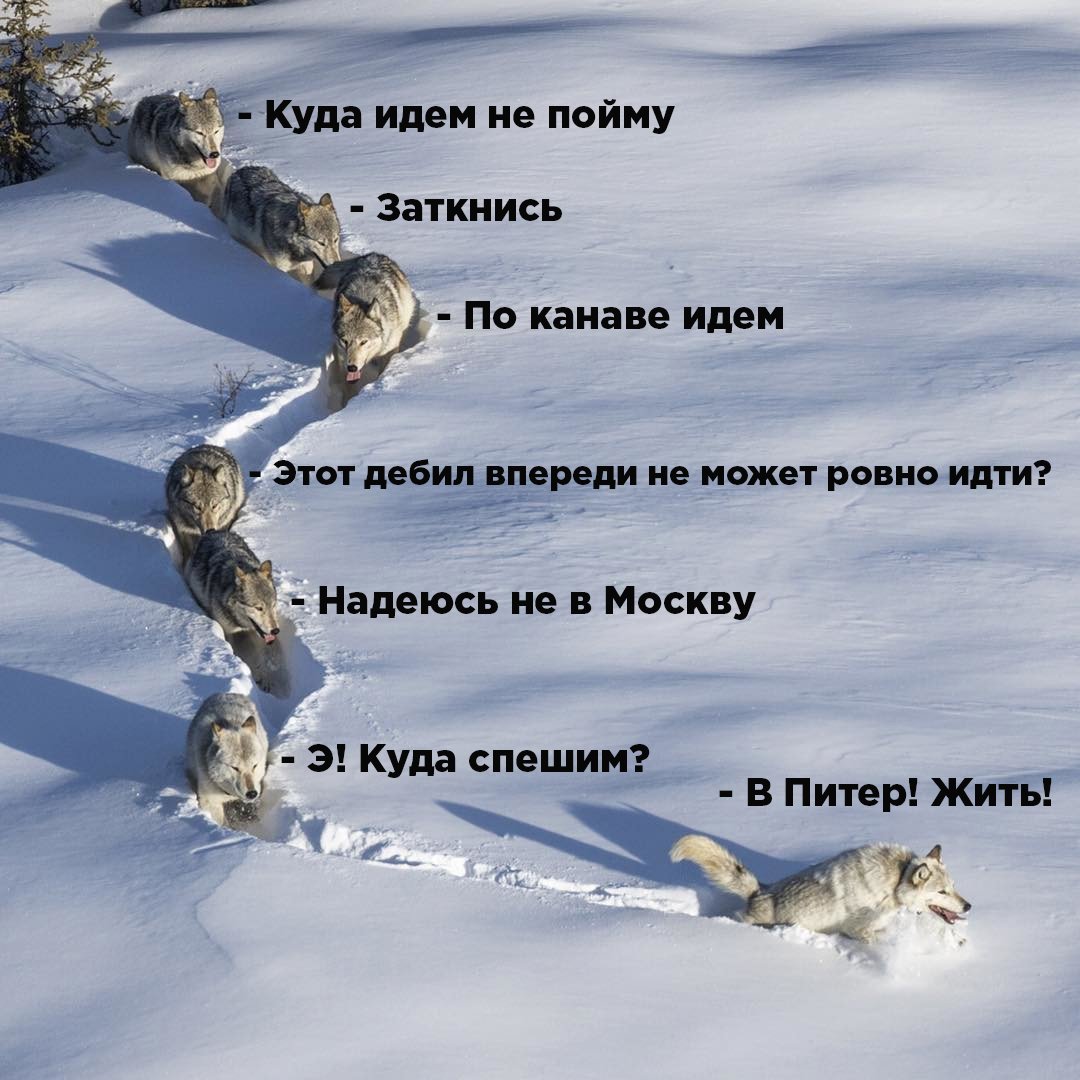 Шерстяной Волчара