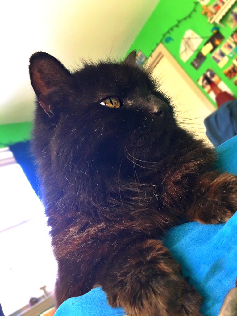 minajisperfect's tweet image. King Shadow ♡