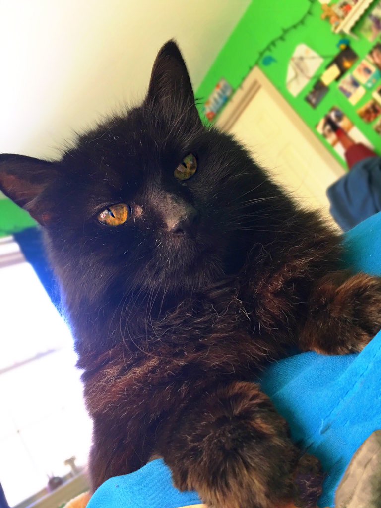 minajisperfect's tweet image. King Shadow ♡