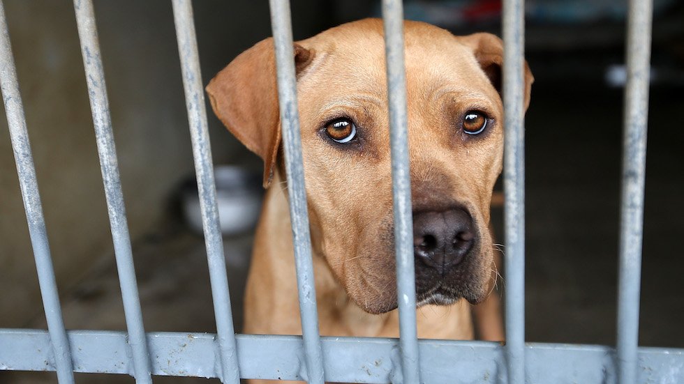 Information on animal welfare vanishes from USDA website hill.cm/oB06kVO