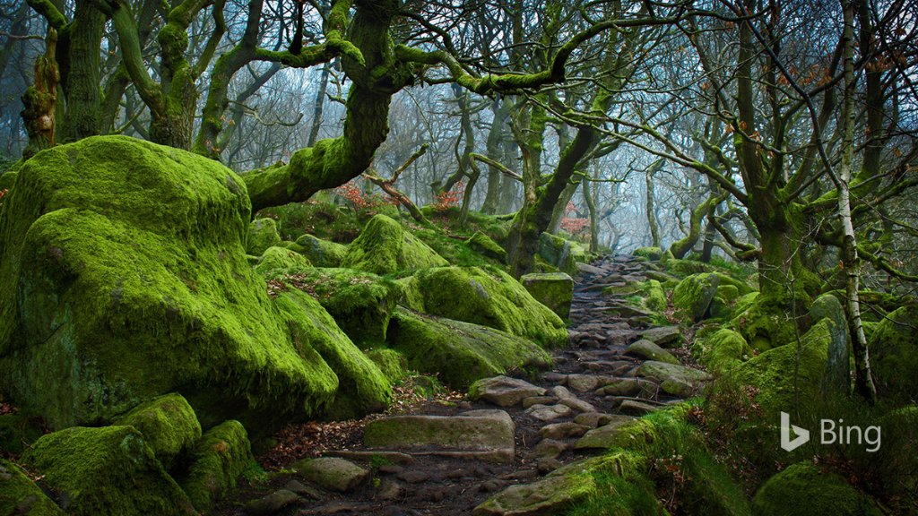 Old stones mark a path through the forest in Padley Gorge, Derbyshire, England. Bing.com