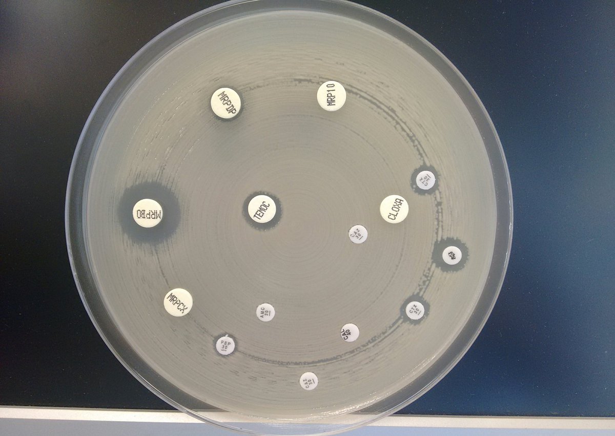 Ángel Rodríguez-Villodres tweet media