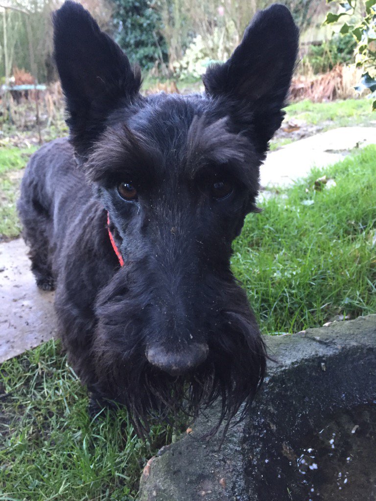 HettieMegan's tweet photo. @treatmentroom Been helping in da garden 😂🐾 https://t.co/4JizNtJbqq