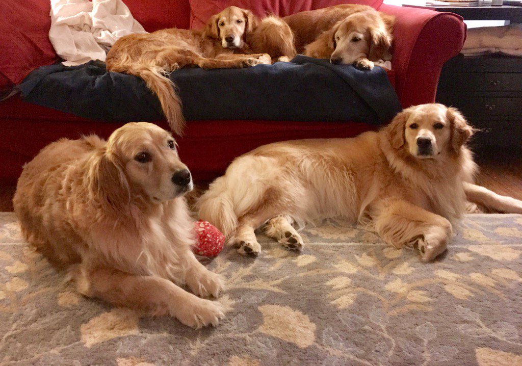 TheGoldenRatio4's tweet photo. "Put on Air Bud and make us popcorn, please" 🐶 🎥 🍿 https://t.co/AKpvKSa9am