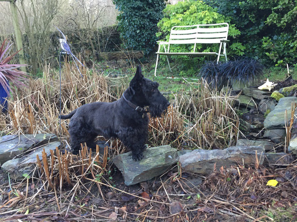 HettieMegan's tweet photo. @treatmentroom Checking out the pond 😀 https://t.co/6q1vXNP97H