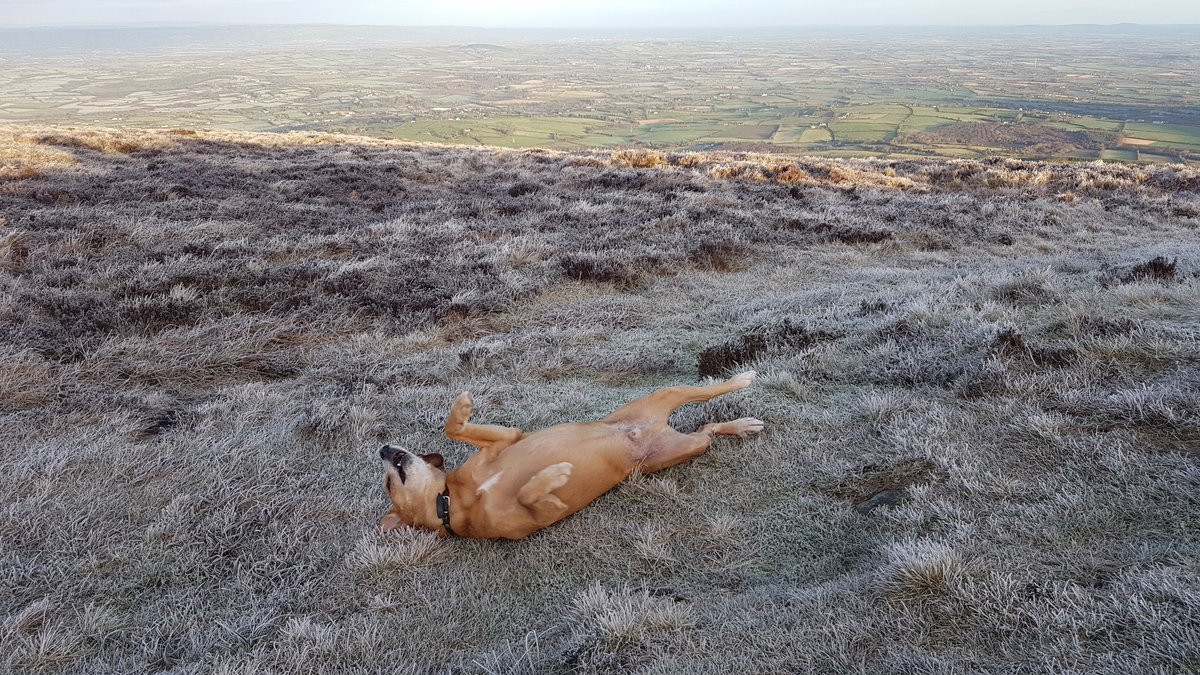 walthollick's tweet image. "Ha ha ha....sometimes you crack me up....it's not cold...just come and roll like me"  @dogcelebration @BCTGB @CeciliaEgan1