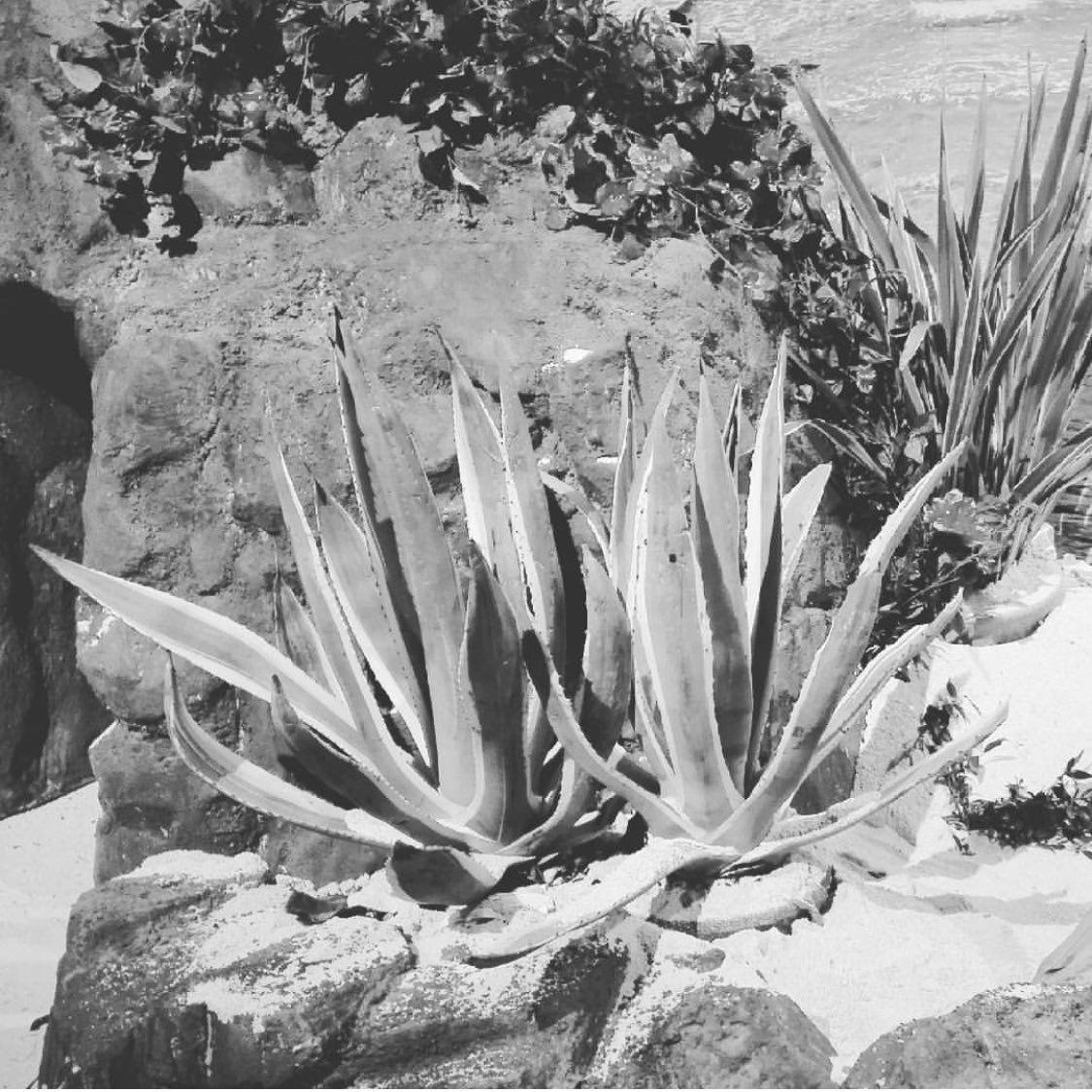 fasefactory's tweet photo. MILANO UNICA // TREND AREA // IS THAT AN AGAVE? #fasefactory #milanounica #trend #madeinitaly https://t.co/MRrgvjqf8z