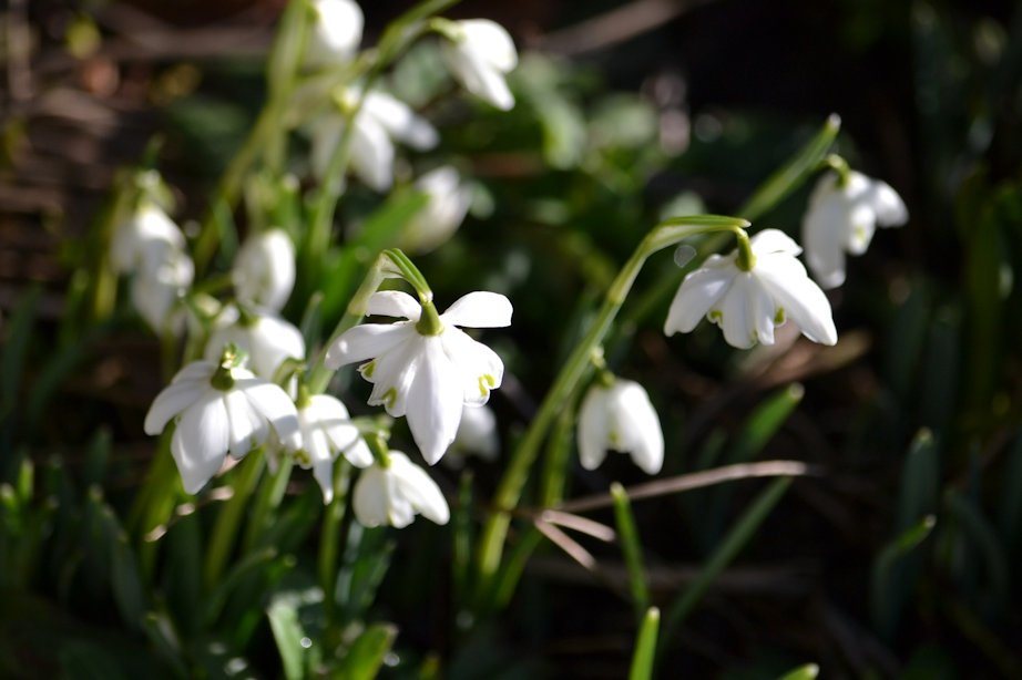 Finally, my first #snowdrops of the year! <a href="/Snowdropman/">Michael Myers</a> <a href="/TheGardenersRT/">TheGardenersRetweet</a> <a href="/The_RHS/">The RHS</a> #ilkley