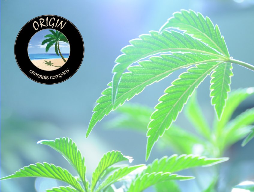 OriginCannabis's tweet photo. Love the smell of fresh clones in the morning! #i502 Black Cherry Soda shines in the light! https://t.co/hMmd7bpOY0