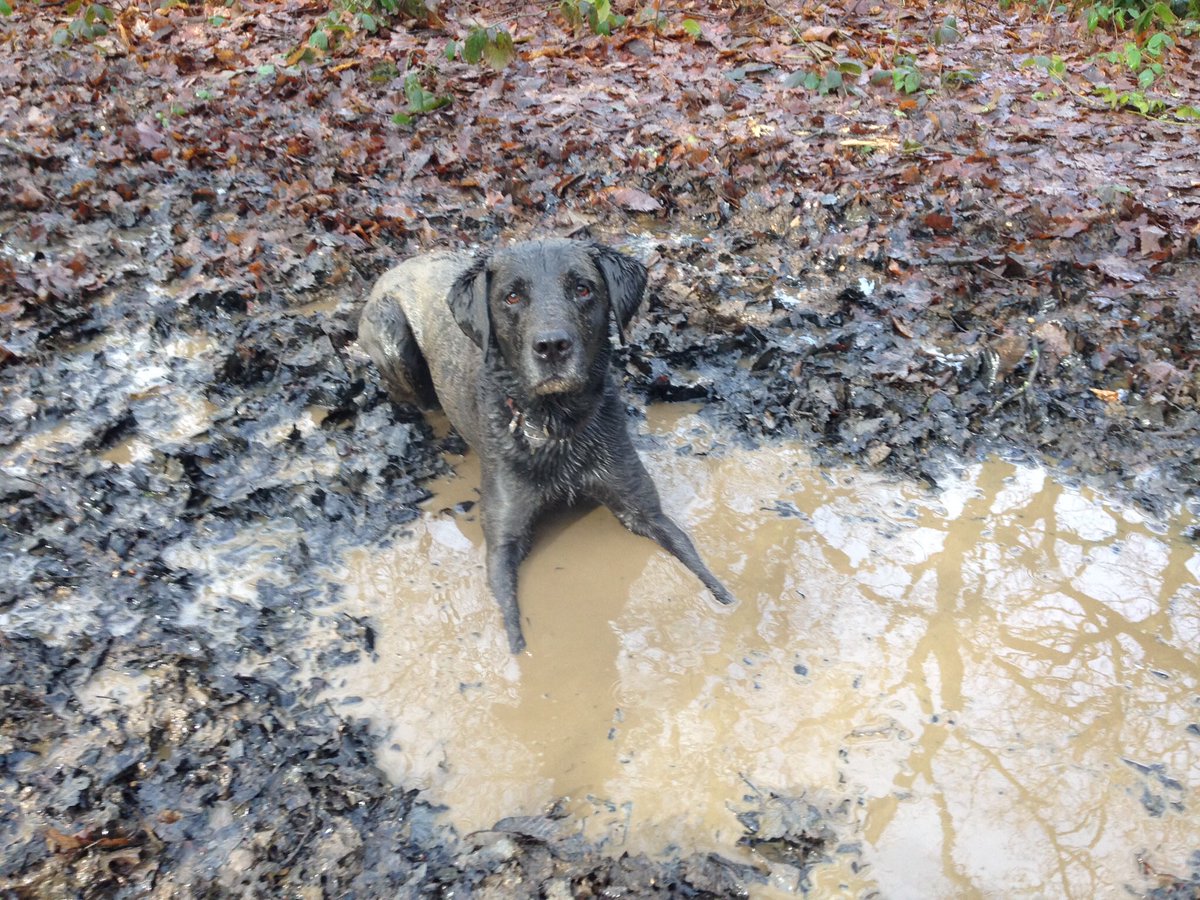 Dougal_the_Lab's tweet image. Enjoyed a very acceptably muddy #SixNations warm up with @Obi_Obs this morning. Now showered &amp;amp; ready on the sofa... come on England! 🌹🏉