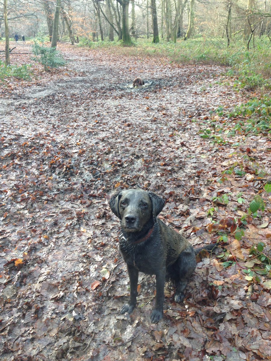 Dougal_the_Lab's tweet image. Enjoyed a very acceptably muddy #SixNations warm up with @Obi_Obs this morning. Now showered &amp;amp; ready on the sofa... come on England! 🌹🏉
